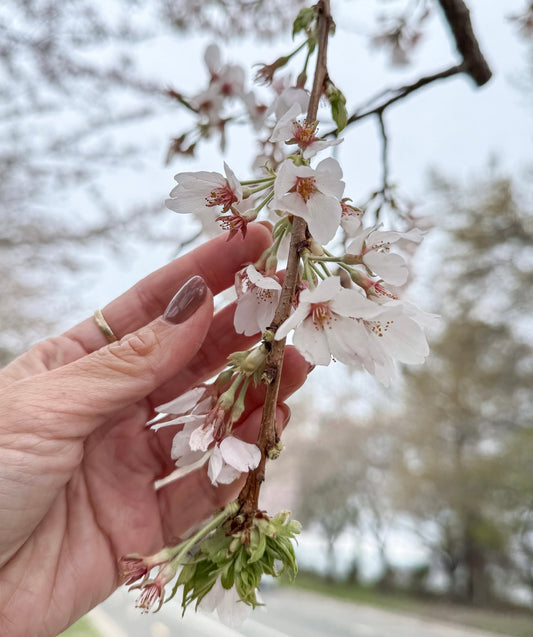 A hand cradling delicate cherry blossoms along a peaceful path — a soft symbol of presence, gentleness, and healing through grief.